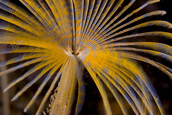 Sabella pavonina - Worms (from various groups)