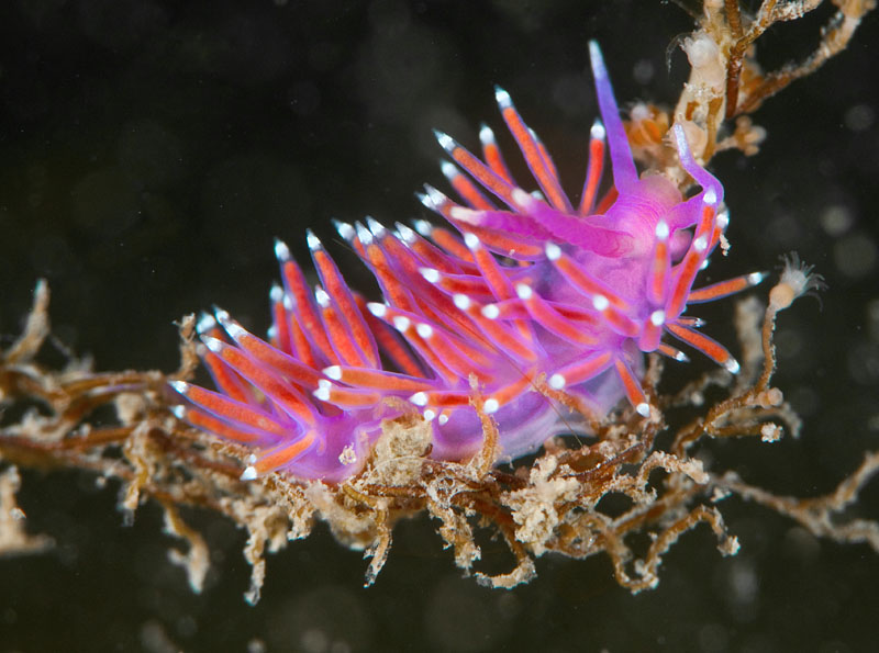 Edmundsella pedata - Sea Slugs & Sea Hares (Nudibranchs etc)