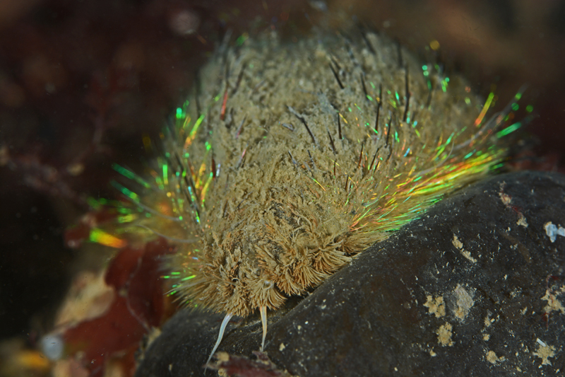 Aphrodite aculeata - Worms (from various groups)