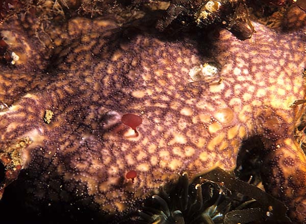 Didemnum coriaceum - Sea Squirts (Tunicata)