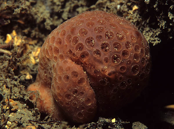 Phorbas fictitius - Sponges (Porifera)
