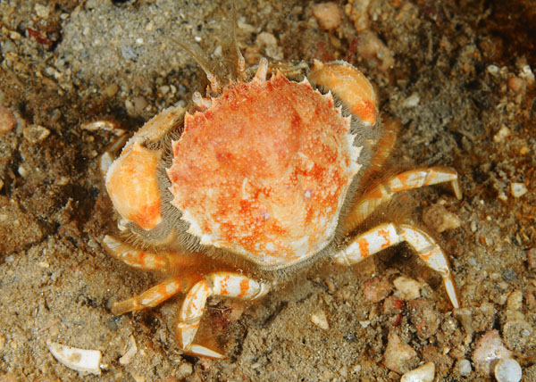 Atelecyclus rotundatus male - Crabs, Lobsters, Shrimps & Prawns etc (Crustacea)