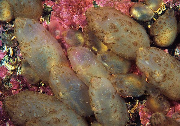 Ascidiella aspersa - Sea Squirts (Tunicata)
