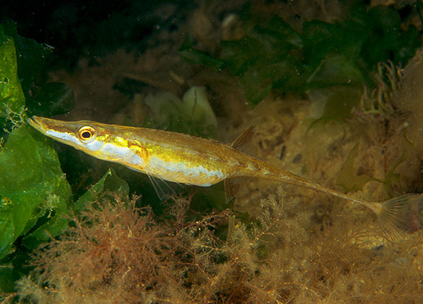 Spinachia spinachia - Fishes – bony and cartilagous (Pisces)
