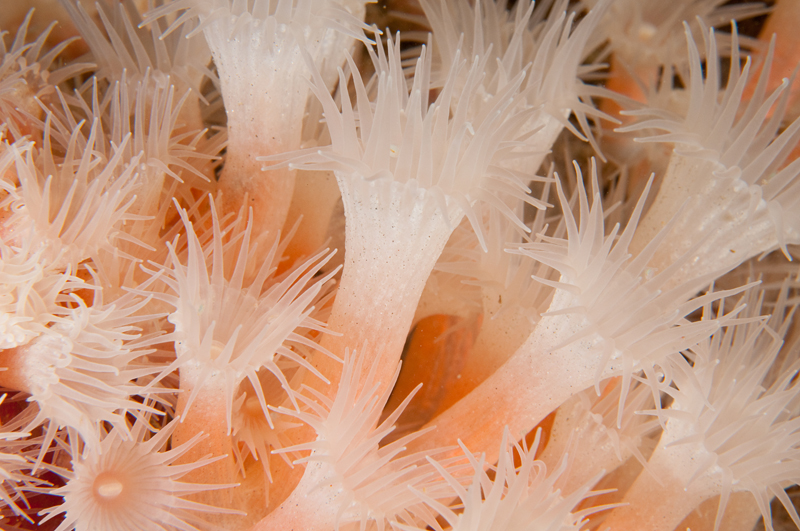 Parazoanthus anguicomus - Anemones (Anthozoa)