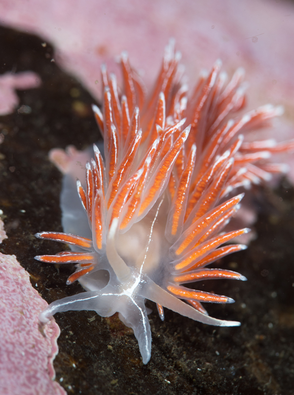 Fjordia sp. - Sea Slugs & Sea Hares (Nudibranchs etc)