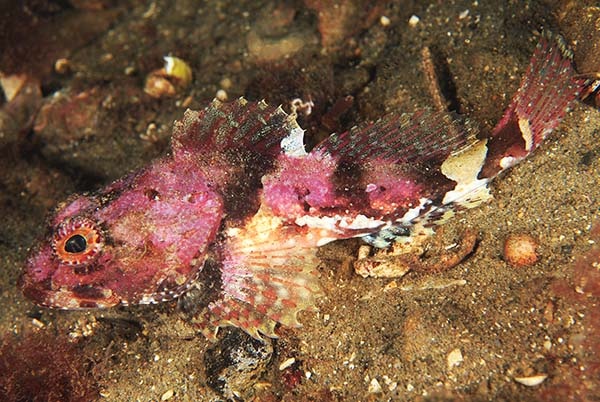 Myoxocephalus scorpius - Fishes – bony and cartilagous (Pisces)