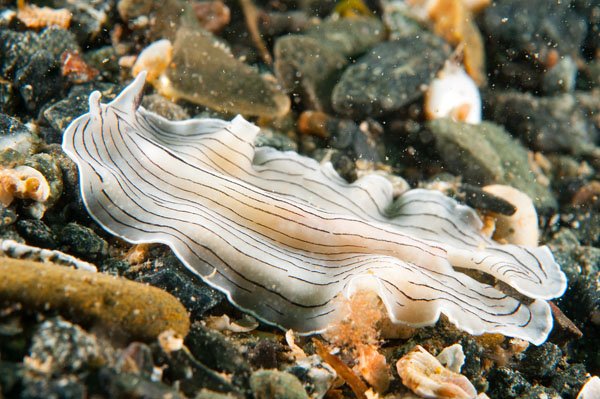 Prostheceraeus vittatus - Worms (from various groups)