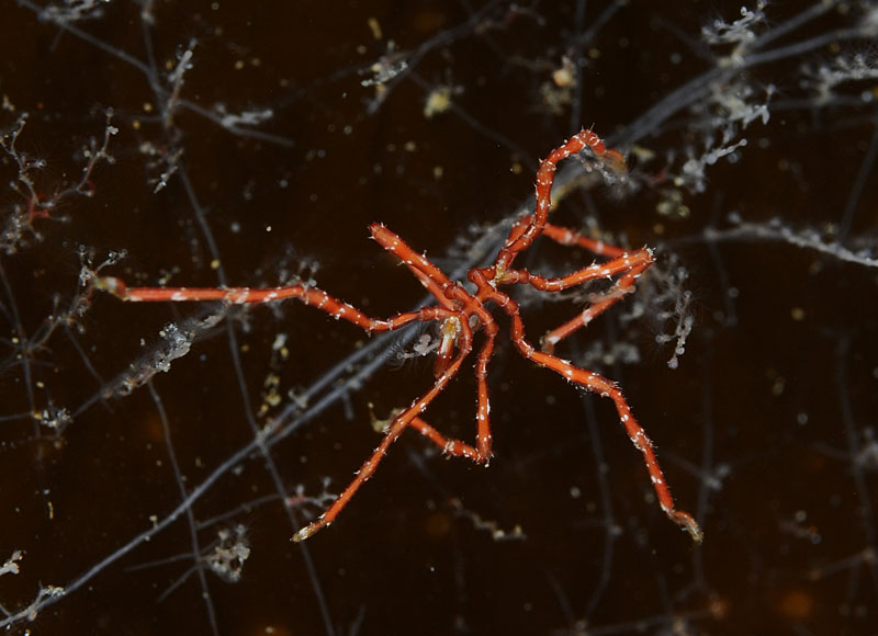 Nymphon gracile - Sea Spiders