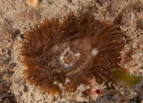 Cereus pedunculatus