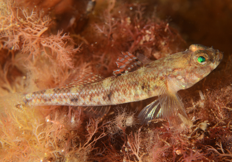 Pomatoschistus pictus - Fishes – bony and cartilagous (Pisces)