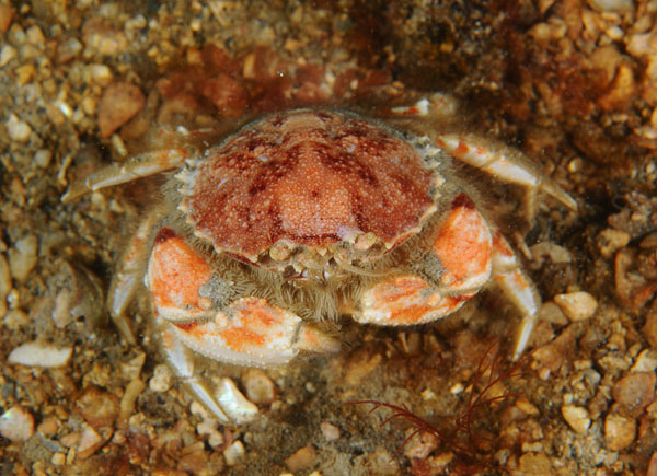 Atelecyclus rotundatus female