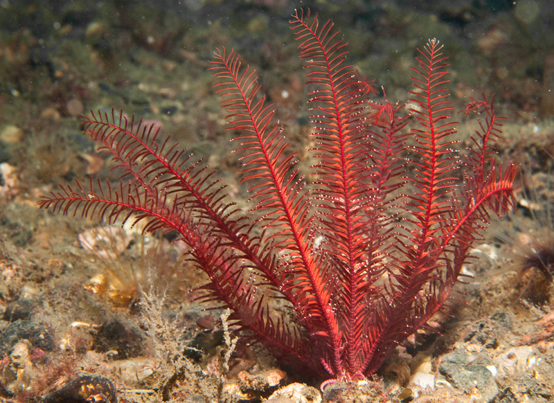 Antedon bifida - Starfish (Echinodermata)