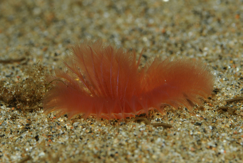 Chone infundibuliformis - Worms (from various groups)