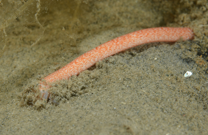 Oestergrenia digitata - Sea Cucumbers (Echinodermata)