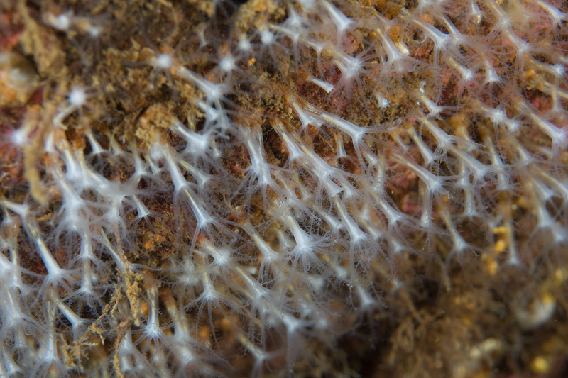 Sarcodictyon sp. - Corals (Anthozoa)