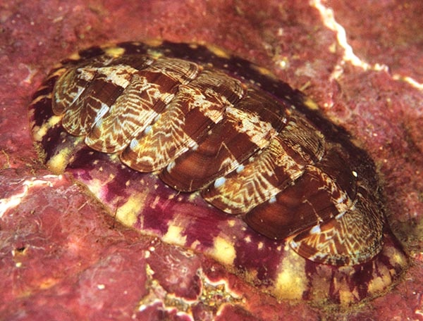 Tonicella marmorea - Sea Snails, Bivalves & Lamp Shells (Mollusca etc)