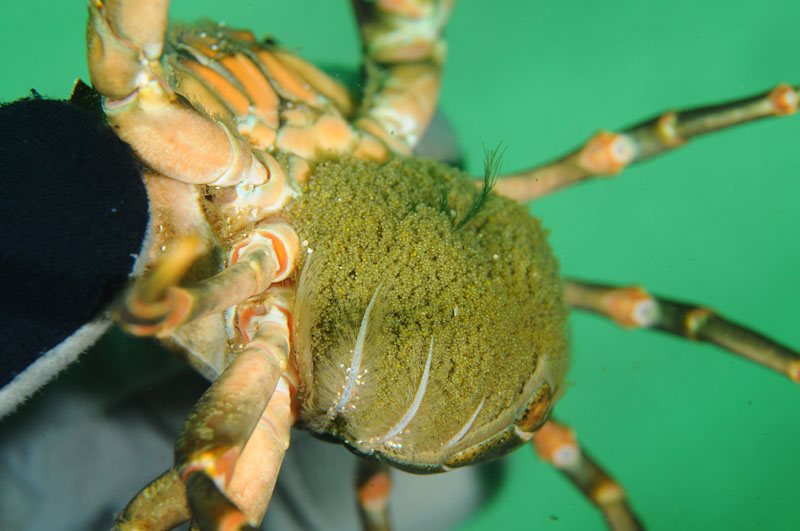 Shore crab carrying eggs - Behaviour observations