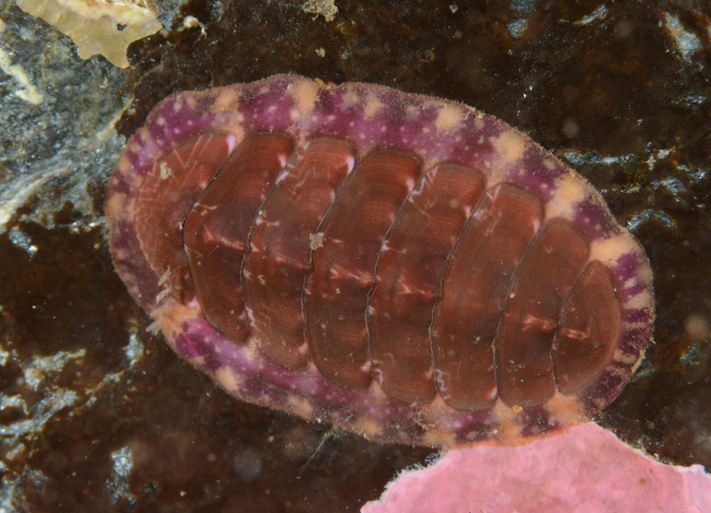 Tonicella marmorea - Sea Snails, Bivalves & Lamp Shells (Mollusca etc)
