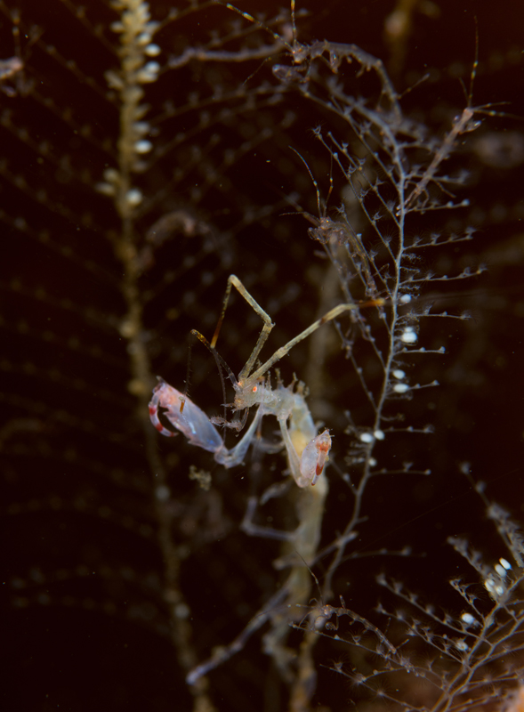 Pseudoprotella phasma (with young) - Crabs, Lobsters, Shrimps & Prawns etc (Crustacea)