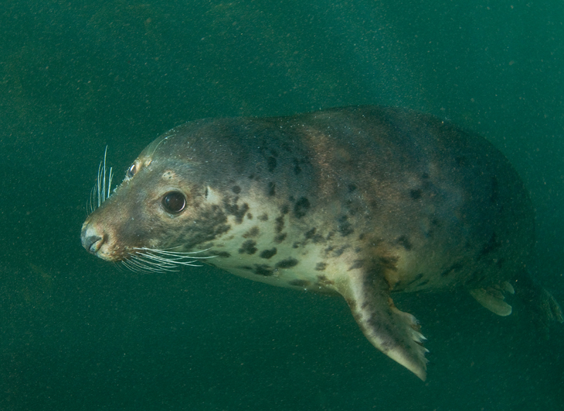 Grey Seal - Halichoerus grypus - Grey Seals