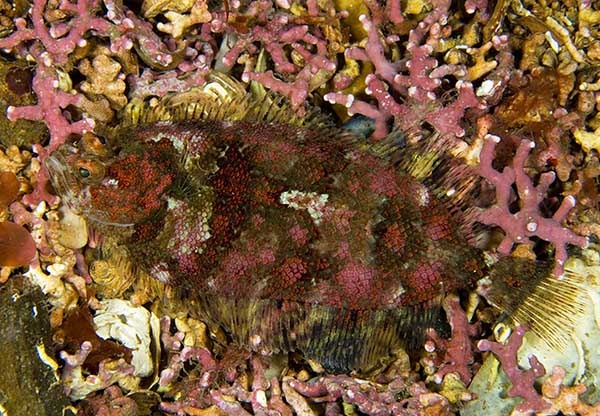 Phrynorhombus norvegicus - Fishes – bony and cartilagous (Pisces)