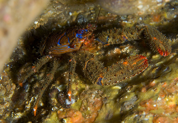 Galathea strigosa - Crabs, Lobsters, Shrimps & Prawns etc (Crustacea)