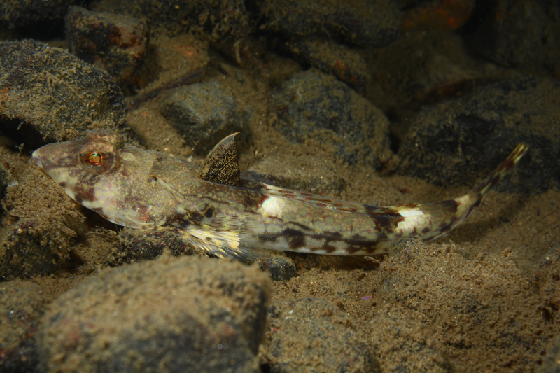 Callionymus reticulatus - Fishes – bony and cartilagous (Pisces)