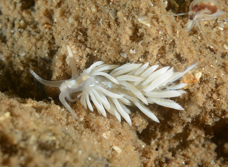 Favorinus branchialis - Sea Slugs & Sea Hares (Nudibranchs etc)