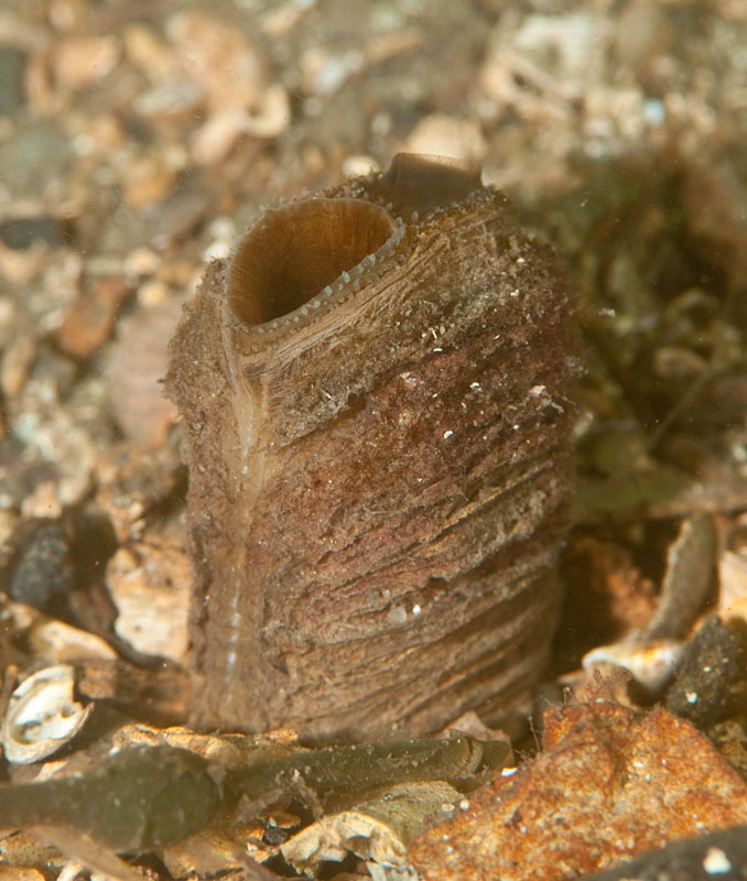 Mya arenaria - Sea Snails, Bivalves & Lamp Shells (Mollusca etc)