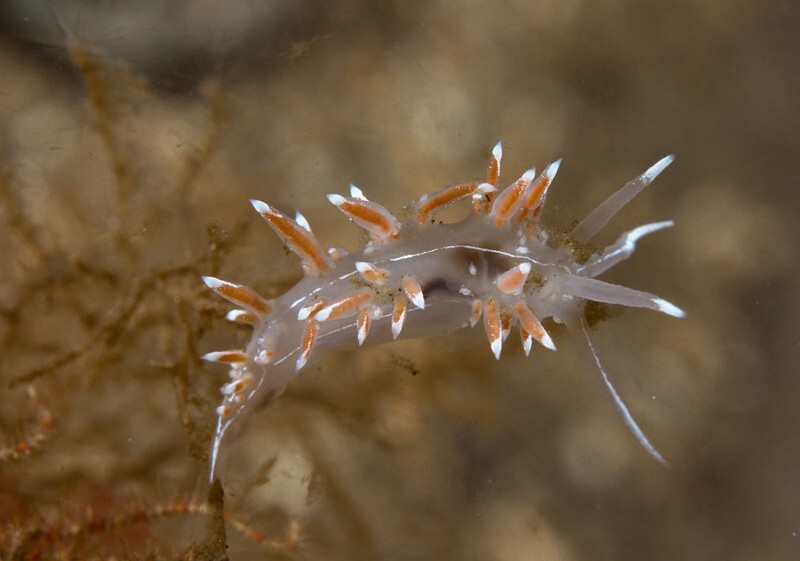 Fjordia sp. - Sea Slugs & Sea Hares (Nudibranchs etc)
