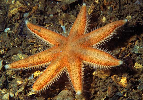 Luidia ciliaris - Starfish (Echinodermata)