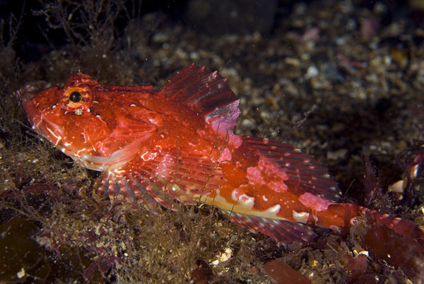 Taurulus bubalis - Fishes – bony and cartilagous (Pisces)