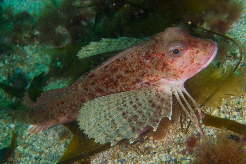 Chelidonichthys lastoviza - Fishes – bony and cartilagous (Pisces)
