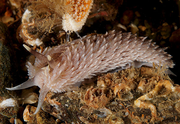 Aeolidia filomenae - Sea Slugs & Sea Hares (Nudibranchs etc)