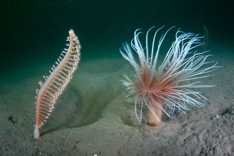 Scottish sea loch - Habitat Scenes