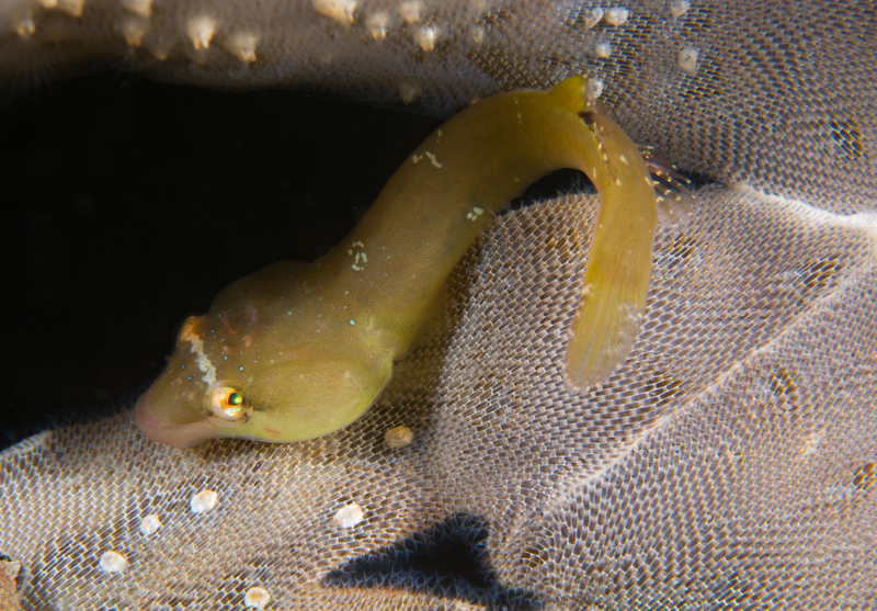 Diplecogaster bimaculata - Fishes – bony and cartilagous (Pisces)