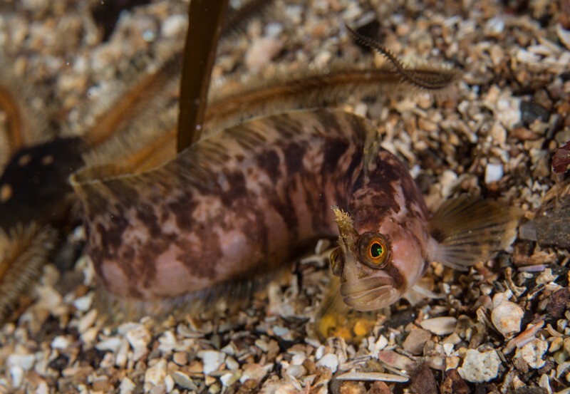 Chirolophis ascanii - Fishes – bony and cartilagous (Pisces)