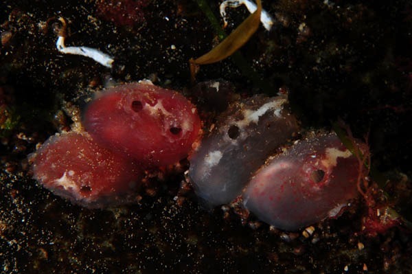 Ascidiella scabra - Sea Squirts (Tunicata)