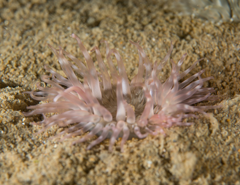 Sagartia troglodytes 2 - Anemones (Anthozoa)
