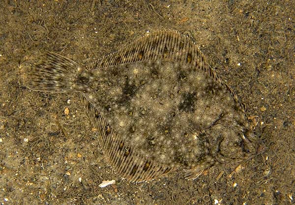 Limanda limanda - Fishes – bony and cartilagous (Pisces)