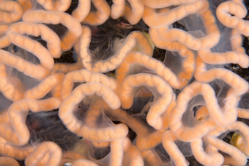 Tritonia hombergii egg mass - Sea Slugs & Sea Hares (Nudibranchs etc)