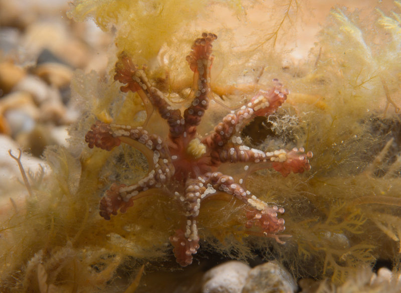 Calvadosia campanulata - Jellyfish and 'jelly-like' animals