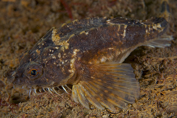 Agonus cataphractus - Fishes – bony and cartilagous (Pisces)