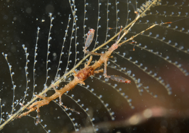 Pseudoprotella phasma - Crabs, Lobsters, Shrimps & Prawns etc (Crustacea)