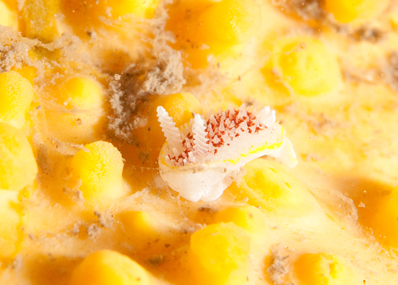 Diaphorodoris luteocincta - Sea Slugs & Sea Hares (Nudibranchs etc)