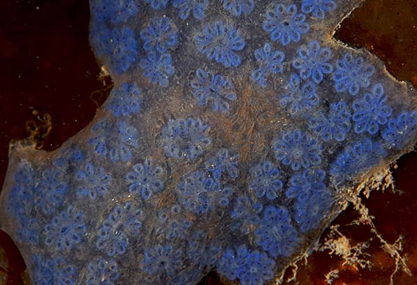 Botryllus schlosseri - Sea Squirts (Tunicata)