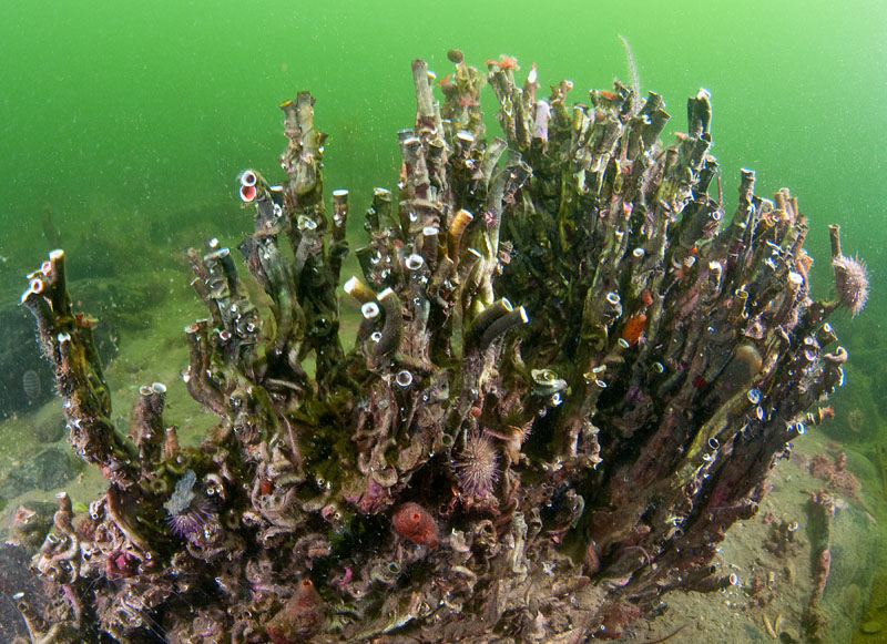 Serpula vermicularis 'reef' - Worms (from various groups)