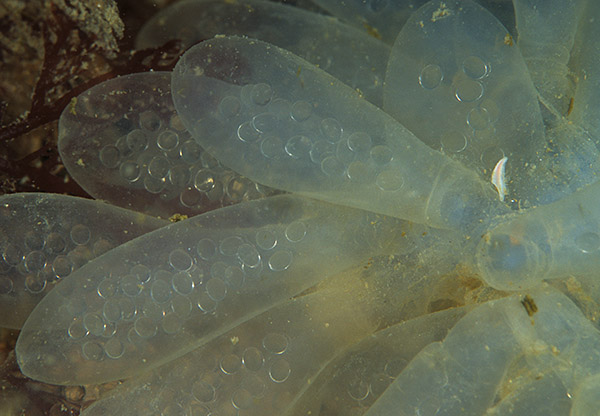 Alloteuthis sp. egg mass - Octopus, Squid & Cuttlefish (Cephalopoda)