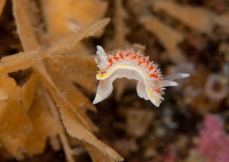 Diaphorodoris luteocincta - Sea Slugs & Sea Hares (Nudibranchs etc)